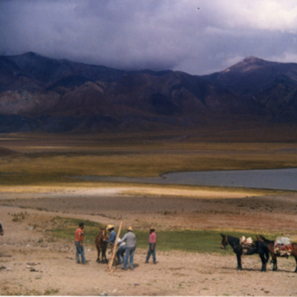 Arrieros domando caballos