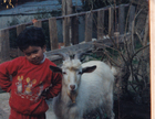La mascota de la familia