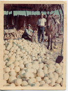 Ruma de melones Ruma de melones