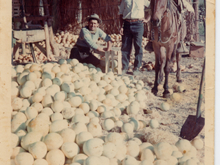 Ruma de melones Ruma de melones