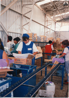 Faena de embalaje en el packing Faena de embalaje en el packing