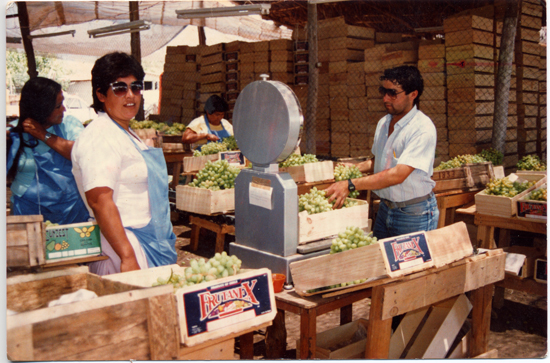 Trabajo en el packing Trabajo en el packing