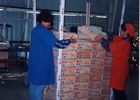 Faena en el packing Faena en el packing