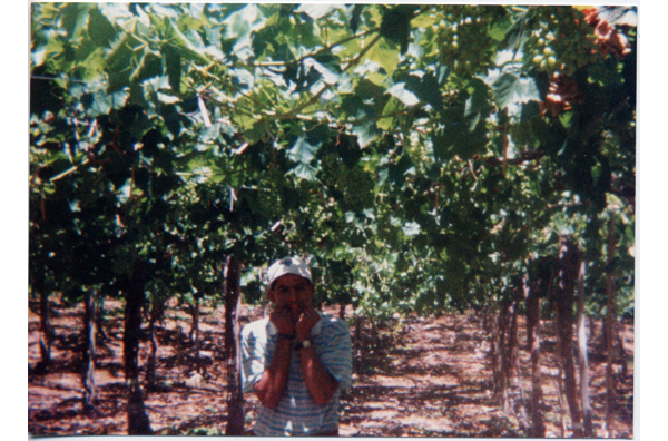 Faenas agrícolas en el packing