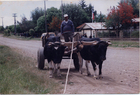 Carreta con bueyes Carreta con bueyes
