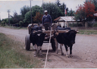 Carreta con bueyes Carreta con bueyes
