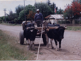 Carreta con bueyes