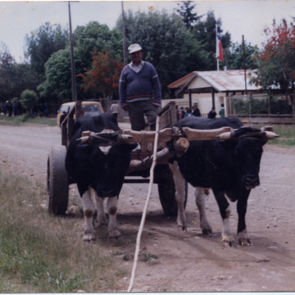 Carreta con bueyes