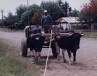Carreta con bueyes Carreta con bueyes