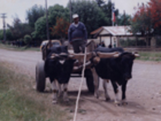 Carreta con bueyes Carreta con bueyes