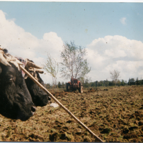 Arando la tierra