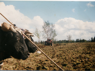 Arando la tierra