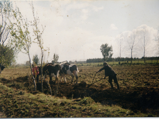 Arando la tierra