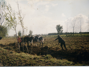 Arando la tierra