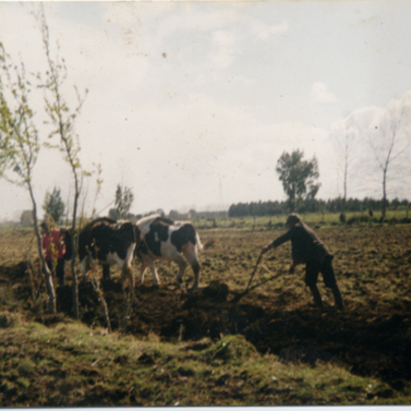 Arando la tierra