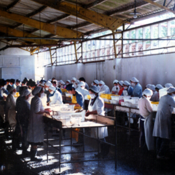 Clases de pesca y cultivos acuáticos