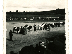 Exposición de ganado