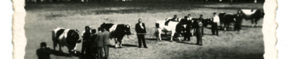 Exposición de ganado