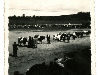 Exposición de ganado