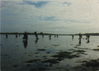 Mariscadores Mariscadores