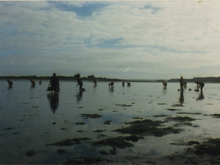 Mariscadores Mariscadores