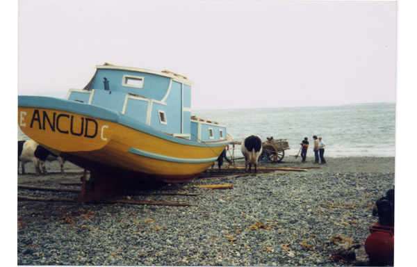 La flor del mar