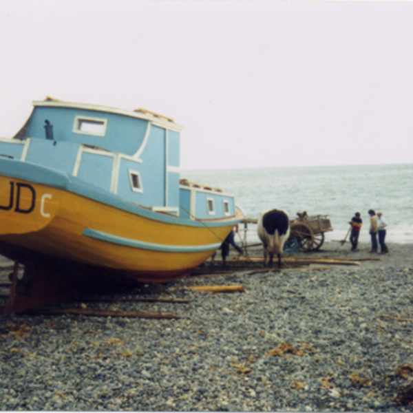 La flor del mar