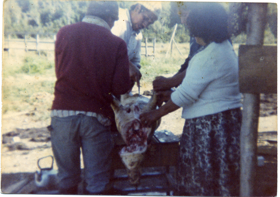 Carneando un cerdo Carneando un cerdo