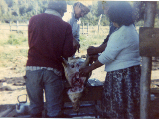 Carneando un cerdo Carneando un cerdo