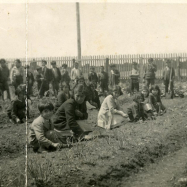 Cosecha de papas en la Escuela Pudeto