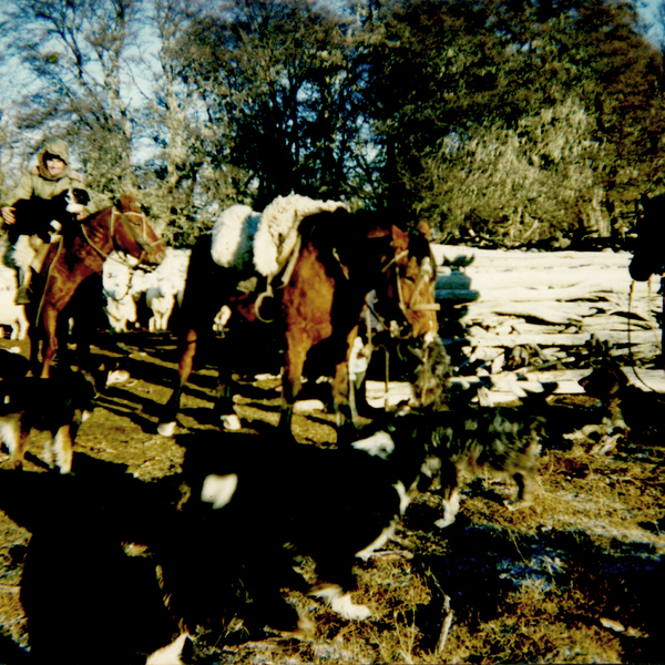 Encaste de animales Encaste de animales