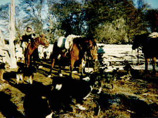 Encaste de animales Encaste de animales
