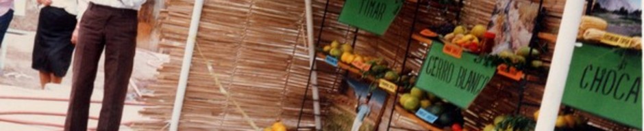 Exposición de fruta en la vendimia