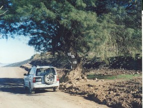 El algarrobo de Rapel