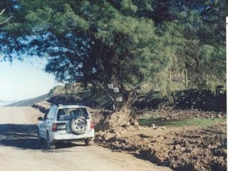 El algarrobo de Rapel