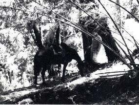 Máximo Oporto junto a su caballo