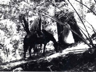 Máximo Oporto junto a su caballo