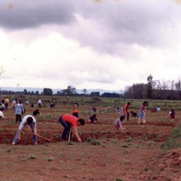 Huerto escolar de la Escuela Alabama