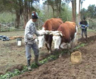 Tradiciones locales de Aucar y Caucahué