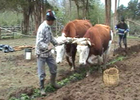 Tradiciones locales de Aucar y Caucahué