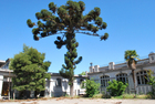 Araucaria del Liceo Marta Donoso