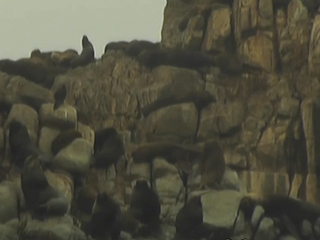 Oculto entre las rocas