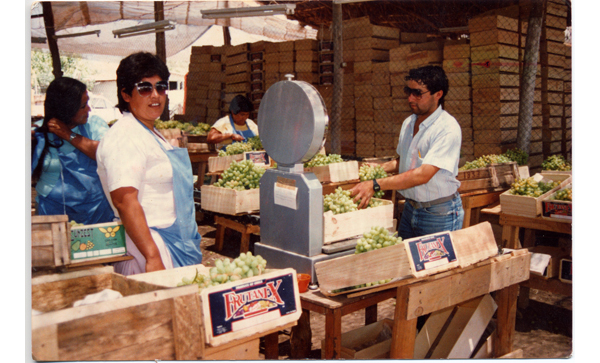 Trabajo en el packing. Villa El Palqui, Monte Patria. Año 1987. Donada por Juana Campusano Miranda.