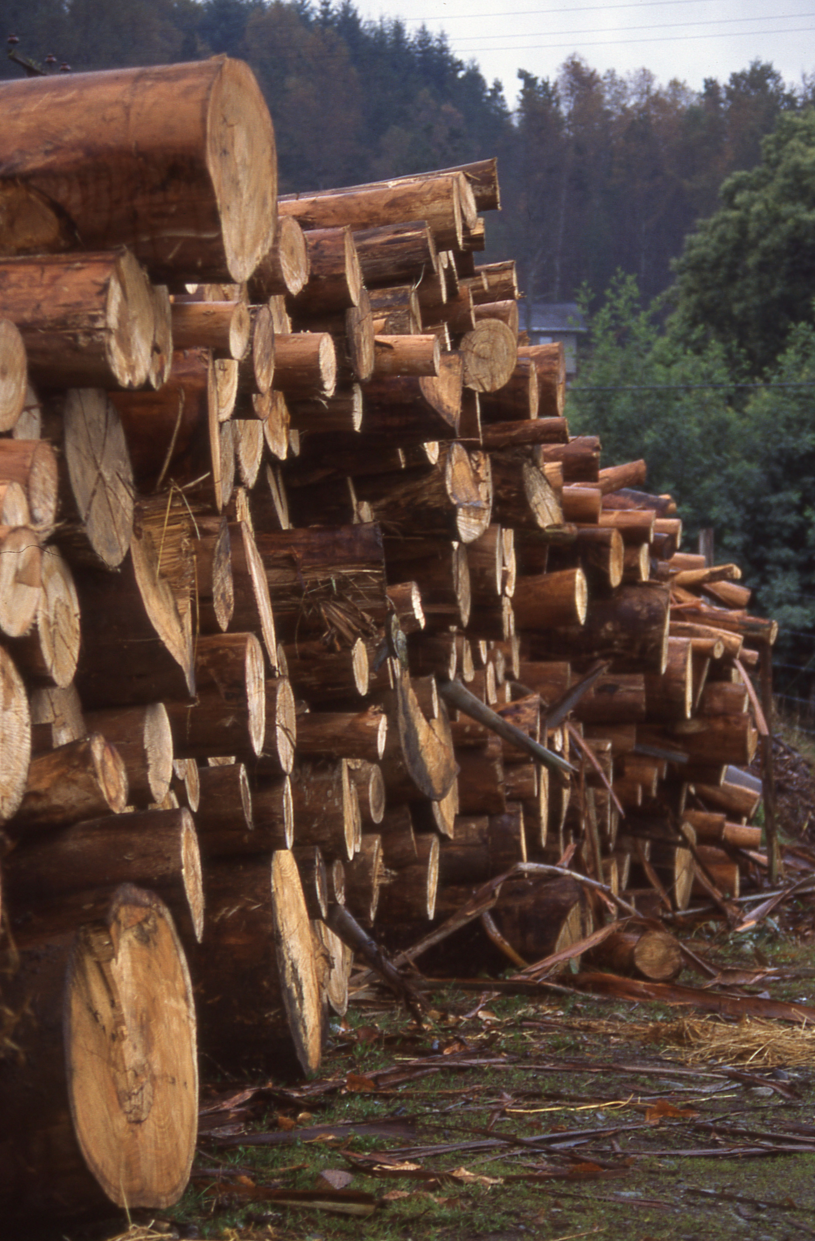 Acopio de madera