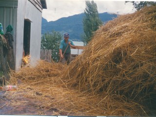 Trilla de avena