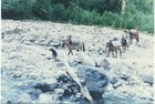 Pilcheros atraviesan el río Piedra