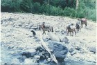 Pilcheros atraviesan el río Piedra Pilcheros atraviesan el río Piedra