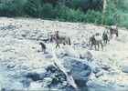 Pilcheros atraviesan el río Piedra