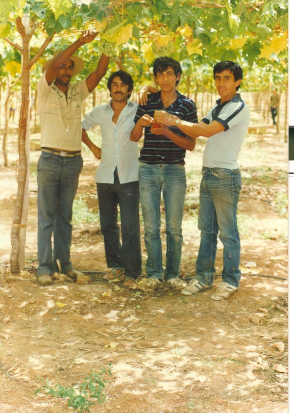 Trabajadores cosechando uva