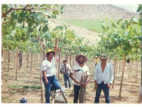 Cosecha de uva de exportación